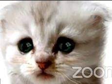 Ponton, who works as an attorney for texas' presidio county, showed up to a zoom hearing on tuesday prepared to discuss a civil forfeiture action, but in the square where he was used to seeing. Zoom Cat Filter How To Use Feature That Led Lawyer To Declare I Am Not A Cat In Hilarious Video And How To Turn It Off The Independent