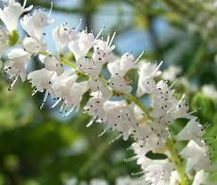 Image result for Tetradenia