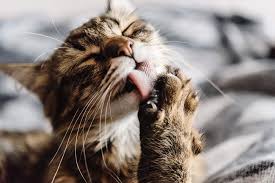 Di seguito, sono elencate le malattie autoimmuni più diffuse: Alopecia Gatto Come Si Manifesta E Come Curarla Insalute