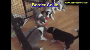 Find great pyrenees puppies and breeders in your area and helpful great pyrenees information. Craigslist Illinois Dogs For Sale 07 2021