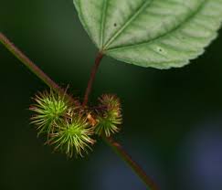 Image result for Triumfetta annua