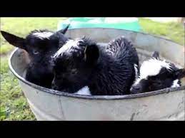 Baking soda is a good alternative to providing them with a quality goat block but i personally would not give them baking soda 100% of the time in lieu of a goat block. Triplet Baby Goats Get A Bath Baby Goats Goats Triplet Baby