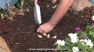 We did not find results for: Freesia Flower Bulbs Tips On How To Plant The Bulbs Youtube