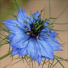 Pin On Gardening Ideas Tips