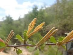 Image result for Plicosepalus amplexicaulis