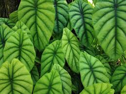 Alocasia Clypeolata Of The Araceae Family Rare Plants Plants Plant Leaves