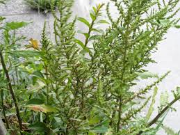 Image result for Dysphania