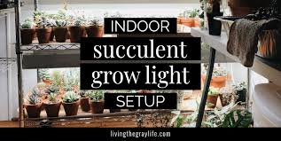 Check spelling or type a new query. Winter Grow Light Setup For Succulents And Indoor Plants Living The Gray Life