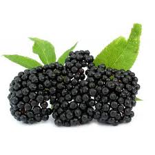 Aronia is a genus of deciduous shrubs, the chokeberries, in the family rosaceae native to eastern north america and most commonly found in wet woods and swamps. Elder Elderberry Seeds Sambucus Nigra Cena 1 95