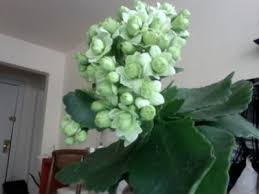 Plant divisions in the spring or fall about 1 to 3 feet apart, depending on the type. Broad Scalloped Fleshy Leaves With Little Light Green White Buds