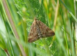 Image result for Pyrausta despicata