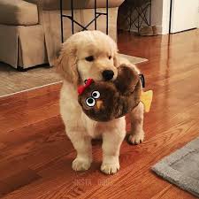 Comment Eduquer Son Chien En Seulement 15 Mins Par Jour Petohaku A Pour But De Vous Donner Tous Les Outils P Golden Retriever Dogs Golden Retriever Cute Dogs