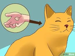 In most cases, they will not venture away from the warm, cozy home. 4 Ways To Treat Lice In Cats Wikihow