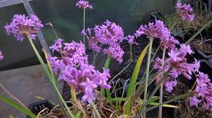 Image result for Tulbaghia fragrans