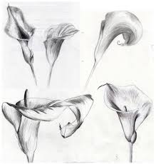 Black And White Realistic Calla Lily Tattoo Pin By Jamie Stevens On Tattoo Calla Lily Tattoos Lily Tattoo Lillies Tattoo