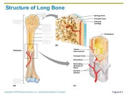 The remainder is cancellous bone, which has a spongelike appearance with numerous large spaces and is found in the. Structure Of Long Bone Diagram Quizlet