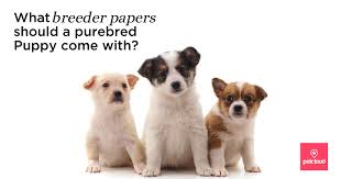 How to register a dog without papers. What Breeder Papers Should A Purebred Puppy Come With