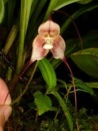 Dracula chiroptera? | from Reserva Los ...