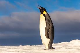 Image result for penguin
