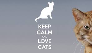 See the sheer, undeniable kitty essence immortalized in these cat love quotes for cat enthusiasts. 50 World Cat Day 2018 Wish Pictures And Images