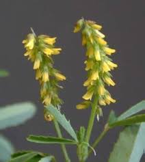 Image result for Melilotus indicus