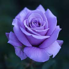 Purple lavenders are mediterranean flowers with heavy fragrance. Meiko Flora Member Vscodeklansor Flower Best Moments Flower Flowerzdelight Ok Myflowers Fm Alltags Beautiful Rose Flowers Purple Roses Purple Flowers