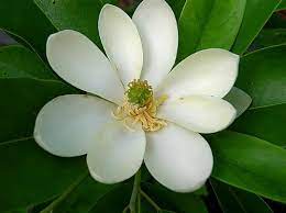 Sweetbay Magnolia Flower Small Sweetbay Magnolia Trees Landscape Plans