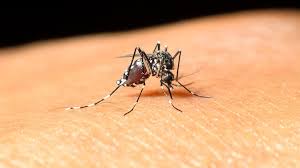 Eight new West Nile virus infections reported