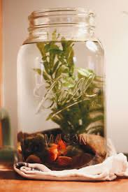 Diy Mason Jar Fish Tank With River Rocks And A Live Plant Perfect Present For The 1st Day Of Christmas Advent Small Fish Tanks Fish Tank Pet Fish