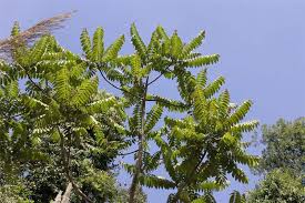 Image result for Toona