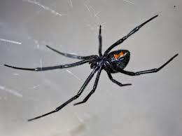 We admit to being a little perplexed by the choice to have her die. Diagram Diagram Of Black Widow Spider Full Version Hd Quality Widow Spider Purediagram Usrdsicilia It