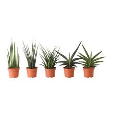 Sansevieria Assorted Potted Plant Ikea Easy Care Plants Plants Easy Plants