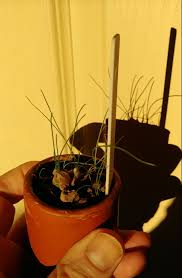 Image result for Litanthus pusillus