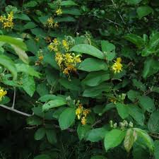 Image result for Grewia flavescens