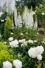 White Delphinium Stalks Peonies And Roses In A Sissinghurst Style White Garden White Gardens Moon Garden White Plants
