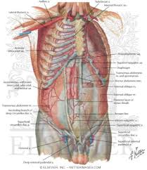 As it supplies just about everything in the abdomen and pelvis, it is a large caliber artery, and is as wide as a garden hose. Arteries Of Anterior Abdominal Wall Blood Supply Of The Abdomen