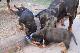 rottweiler pup feeding tips from reputed rottweiler breeders