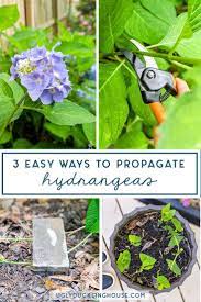 3 Easy Ways To Propagate Hydrangeas Propagating Hydrangeas Growing Hydrangeas Propagating Plants
