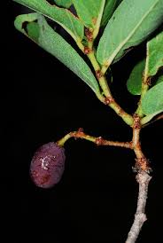 Image result for Cissus cornifolia