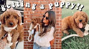 Sadie is a 48 lbs. I Got A Puppy Picking Up Our Mini Goldendoodle Puppy Youtube