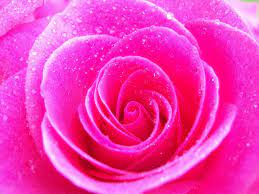We have an extensive collection of amazing background images carefully chosen by our community. 17 Pink Board Ideas Pink Pink Wallpaper Flower Wallpaper