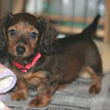 We breed a wide variety of colors and coats, including smooth hair, long hair, and wire haired. Dachshund Training Dachshund Breed Dachshund Dog Dachshund