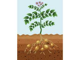 Why do potatoes grow sprouts. How To Grow Potatoes From Potatoes Myrecipes