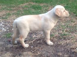 Browse thru our id verified puppy for sale listings to find your perfect puppy in your area. Akc English Labrador Retrievers For Sale In Laconia New Hampshire Classified Americanlisted Com