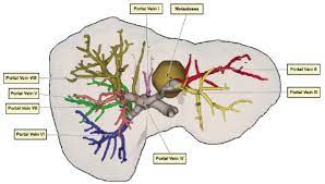 The success of liver imaging mainly depends upon technique and optimization of pulse sequences. Virtual 3d Model Of A Liver Surface With Annotation Labels For Medical Download Scientific Diagram