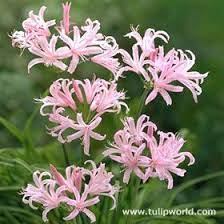 Flower Bulbs Tulips Garden Bulb Tulip Flowers Spring Bulbs Bulb Flowers Summer Bulbs Spring Plants