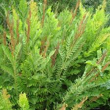 Image result for Osmundaceae