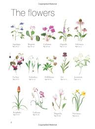 A Z Of Botanical Flowers Amazon Co Uk Michael Lakin Books Botanical Flowers Botanical Illustration Watercolor Botanical