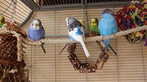 Lassen sie ihrer phantasie freien lauf! Wellensittiche Beschaftigen Teil 3 Welcher Spielzeug Typ Ist Dein Wellensittich Youtube