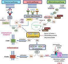 Image result for Complement Pathway